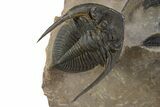 Detailed Zlichovaspis Trilobite With Other Partials #339955-2